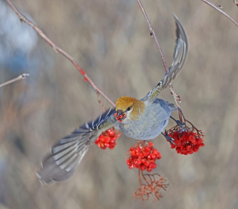Pine Grosbeak