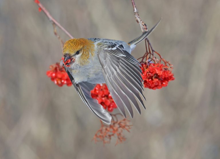 Pine Grosbeak
