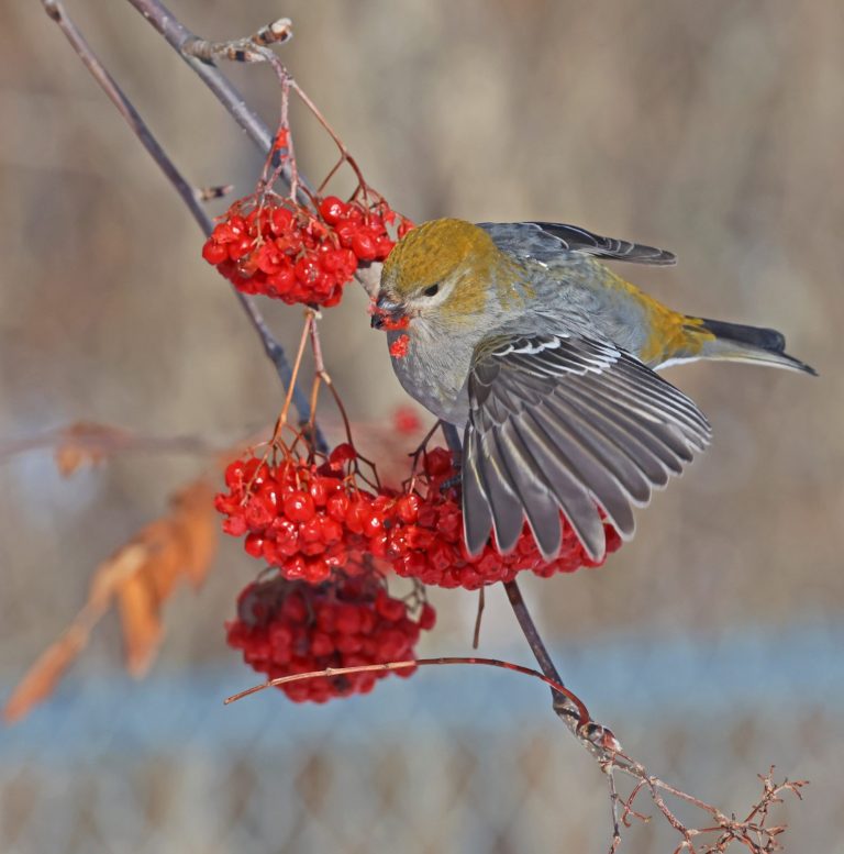 Pine Grosbeak