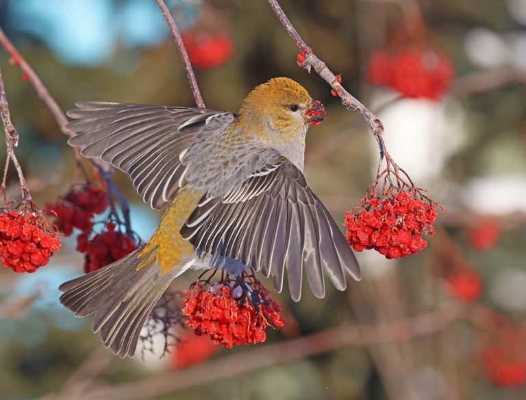 Pine Grosbeak
