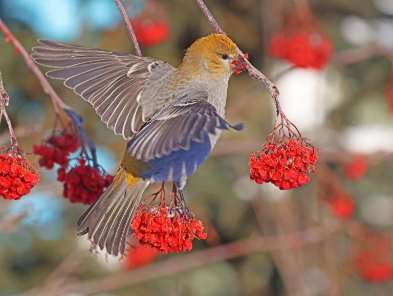 Pine Grosbeak